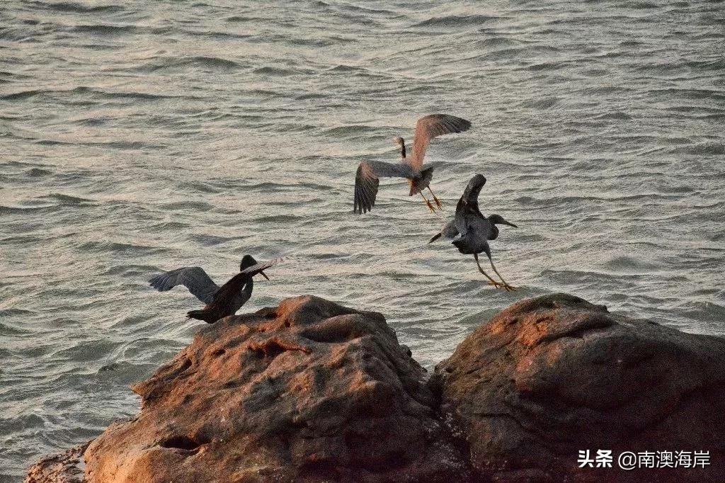南澳岛环岛一圈自驾要多久,南澳岛拼车包车环岛一日游
