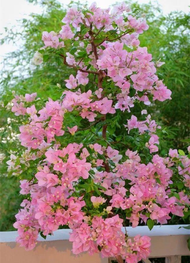 三角梅扦插后新芽黑掉了,三角梅扦插一直泡水会坏吗