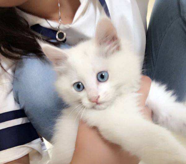 山东狮子猫怎么打理毛发,山东狮子猫怎样养得好看