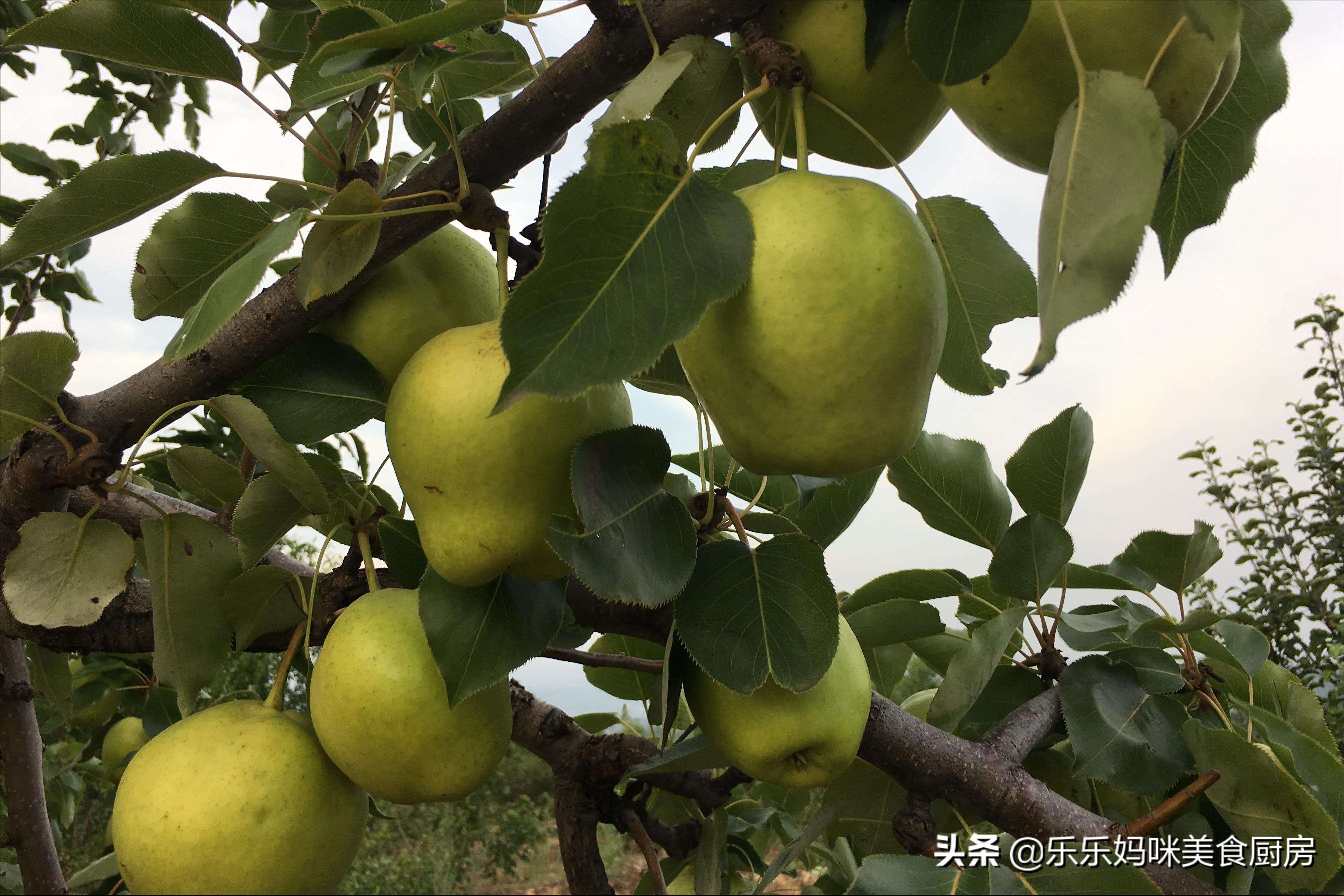 秋果吃多了会怎么样,常吃秋果有什么好处