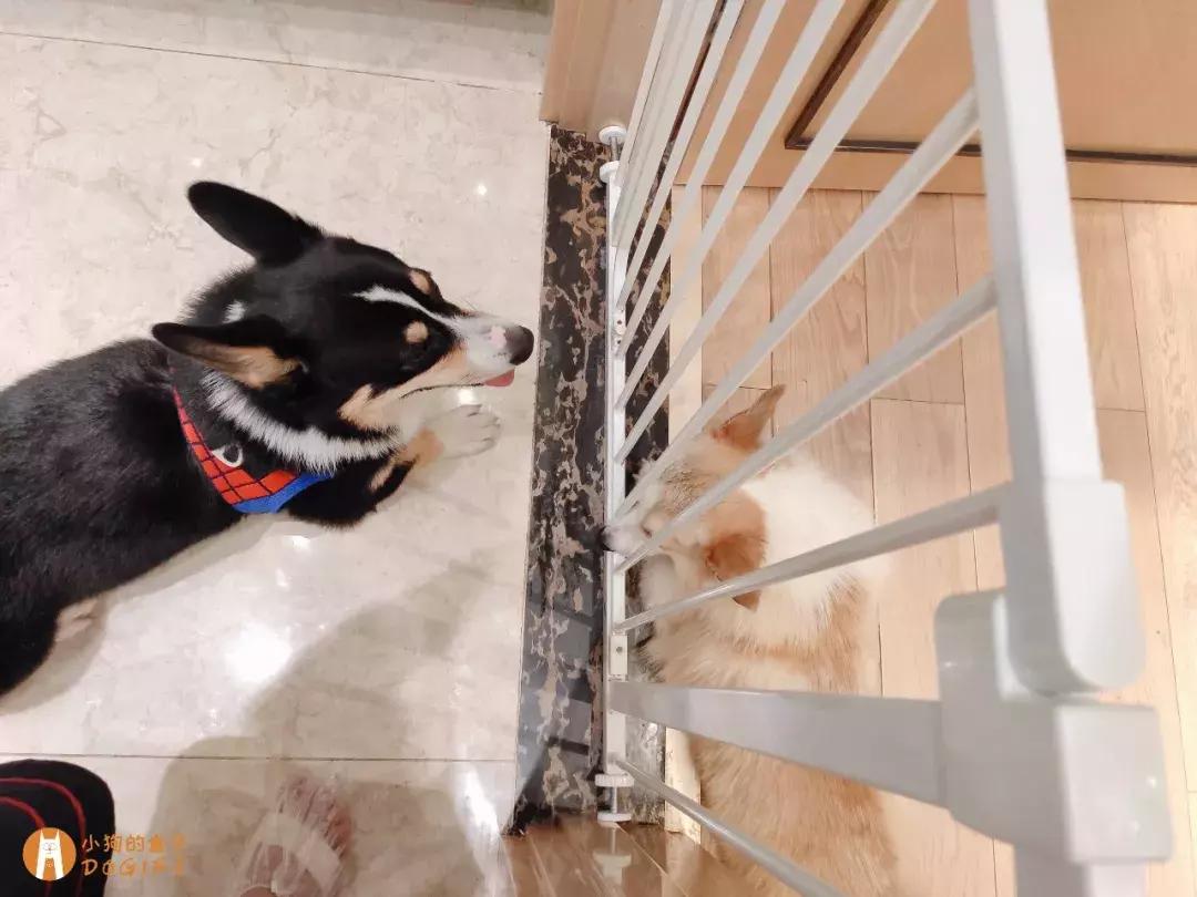 马克深圳最秀狗咖