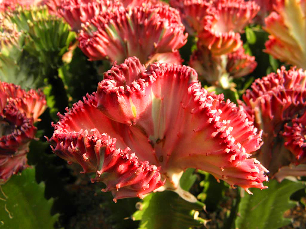 彩春峰嫁接时包扎伤口吗,彩春峰嫁接