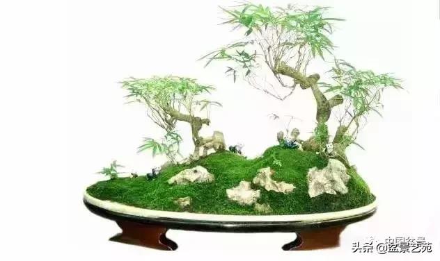 天生好养的36种盆景植物,好养的大盆景植物推荐