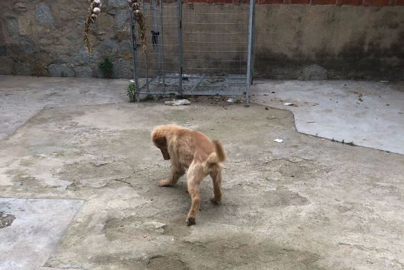 金毛在户外玩耍,金毛在家无聊到疯