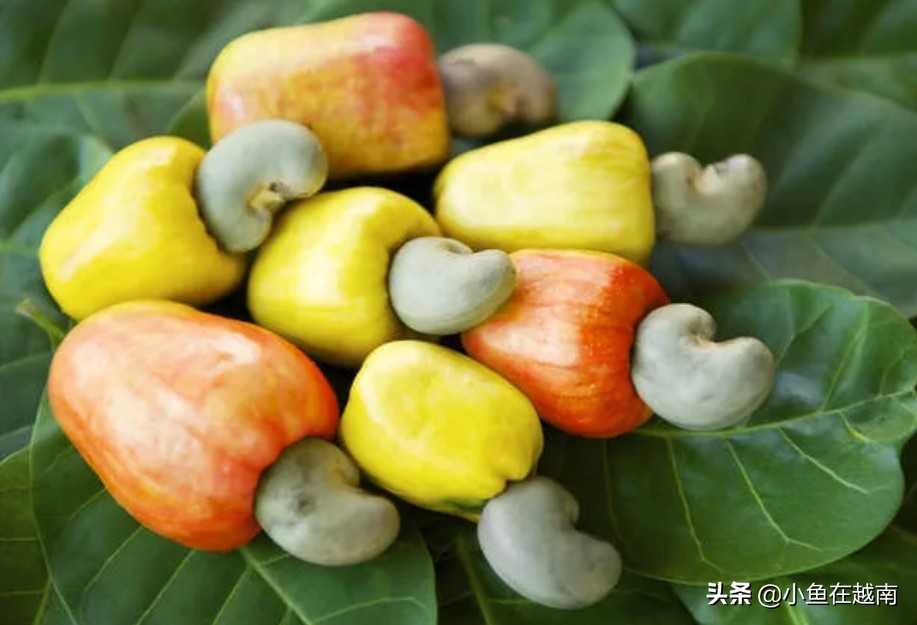 越南旅游自由行攻略最新消息,越南旅游自由行签证好办吗