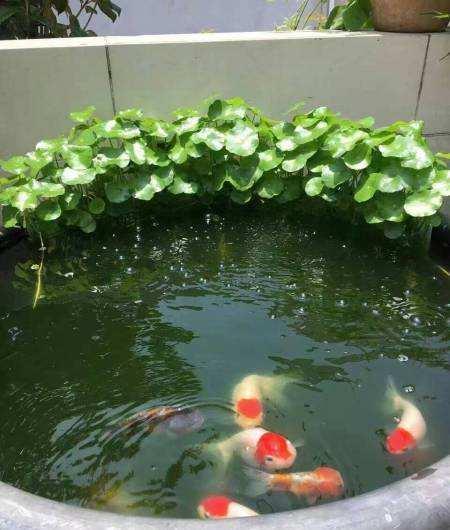 金鱼为什么养着养着就变了颜色,金鱼怎么养才能越来越红