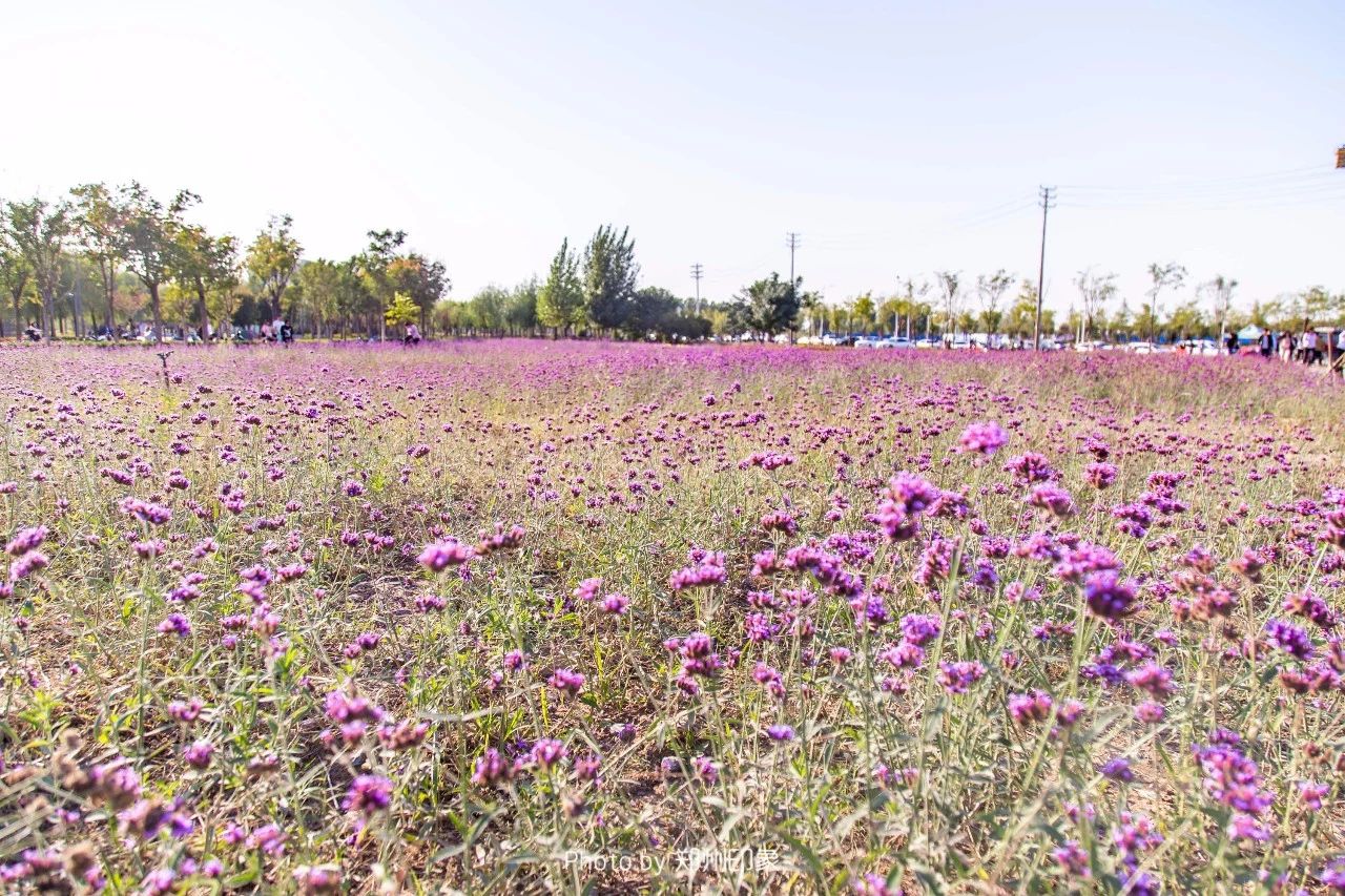 郑州漂亮的秋色风景,郑州的这些湖畔藏着最美的秋色
