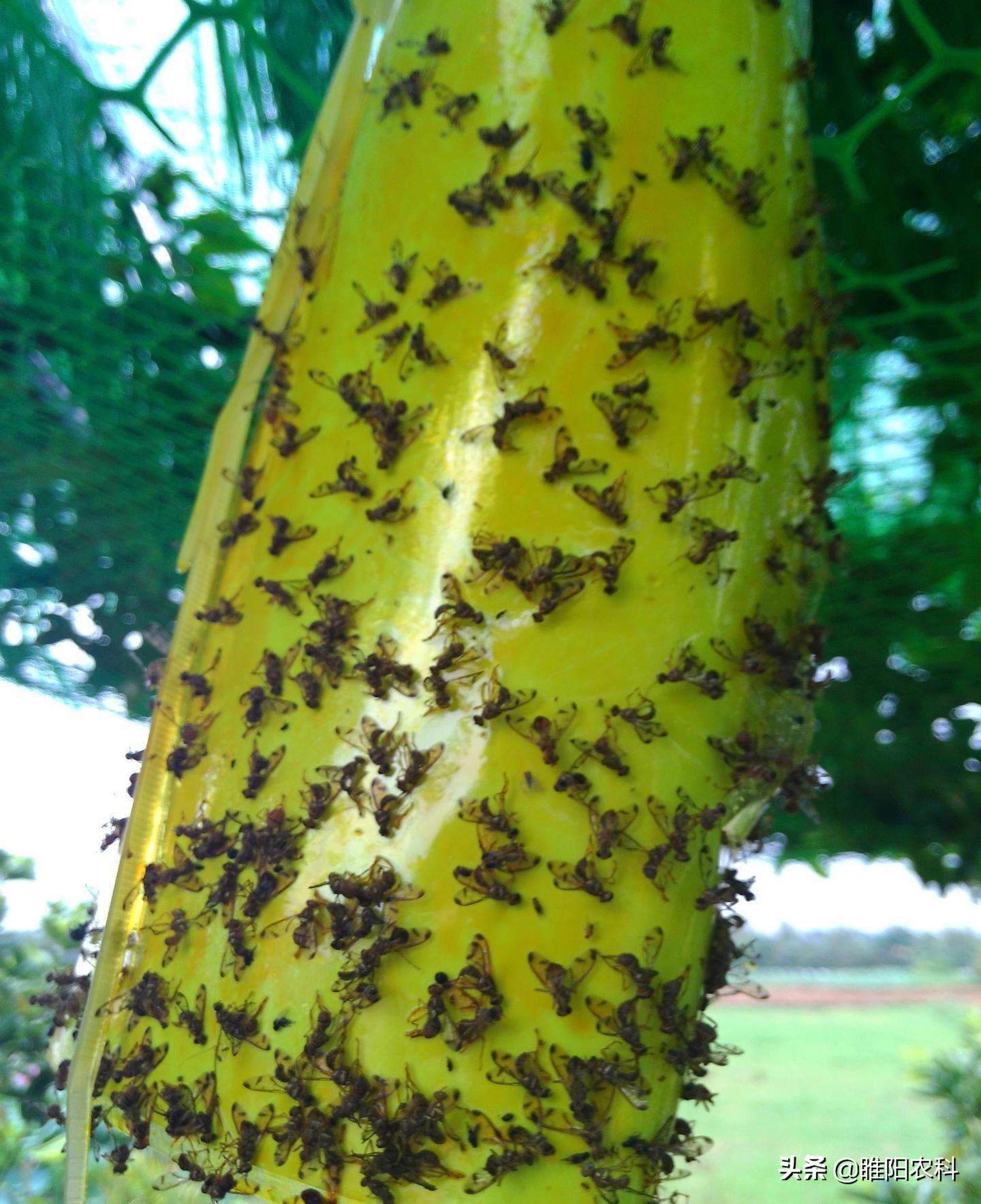 果农预防蜂虫方法,果农最怕什么农药呢