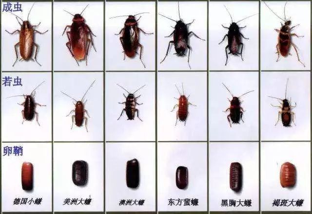 蟑螂是如何成为超级生存大师的？|短视频