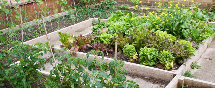 露台种菜种植技术和方法,种菜的方法简单又好看