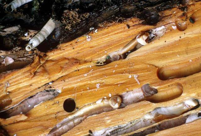 船蛆是什么贝类,船蛆贝类