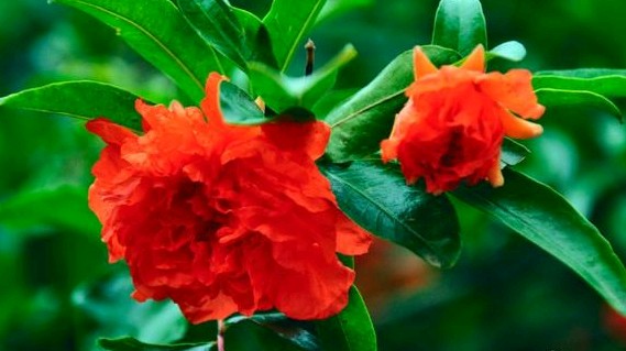 怎样拍石榴花更好看,石榴花获奖摄影作品欣赏