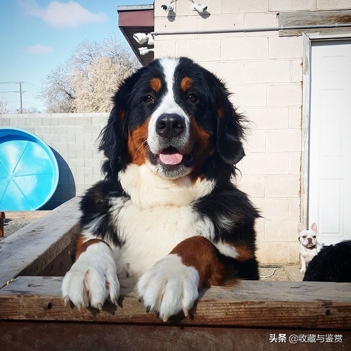 世界上昂贵的25个犬种