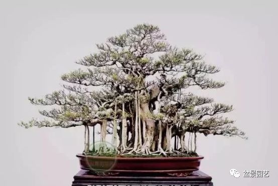 48种绝世盆景,绝世惊艳之作