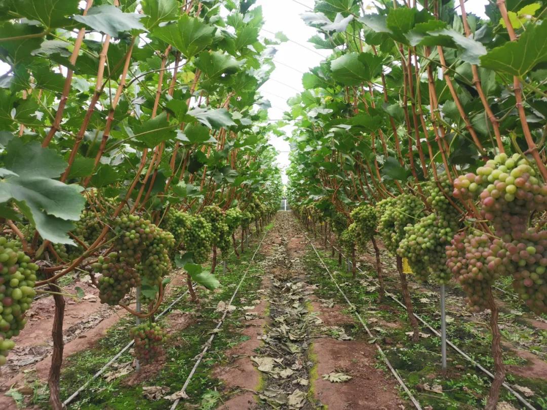 拒绝激素催熟着色，这才是转*界色**的传奇