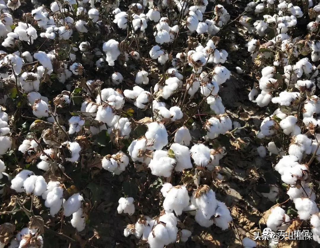 影响棉花产量的几个因素,棉花个子矮果枝台数多影响产量吗