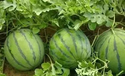 西瓜账号注册异常怎么解除,西瓜出现什么情况说明坏了