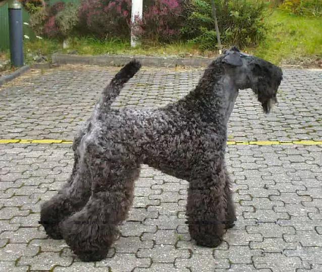 45种狗狗很难得一见你认识几种,45种最难得一见的狗