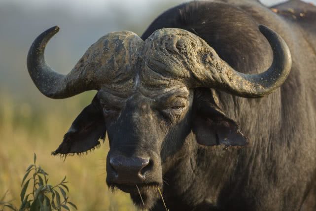 世界上最危险的五种动物第一名,看起来可怕却并不危险的动物