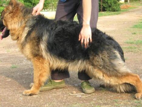 公狗狗不育怎么回事,公狗狗的生殖系疾病