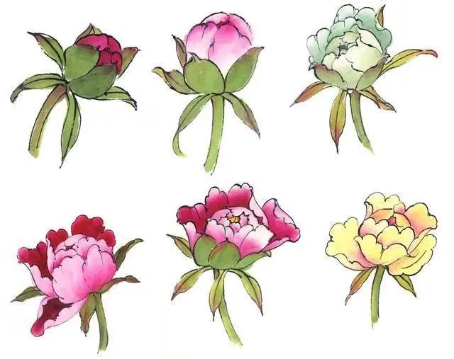 学习写意牡丹画的方法,学习写意牡丹画的步骤