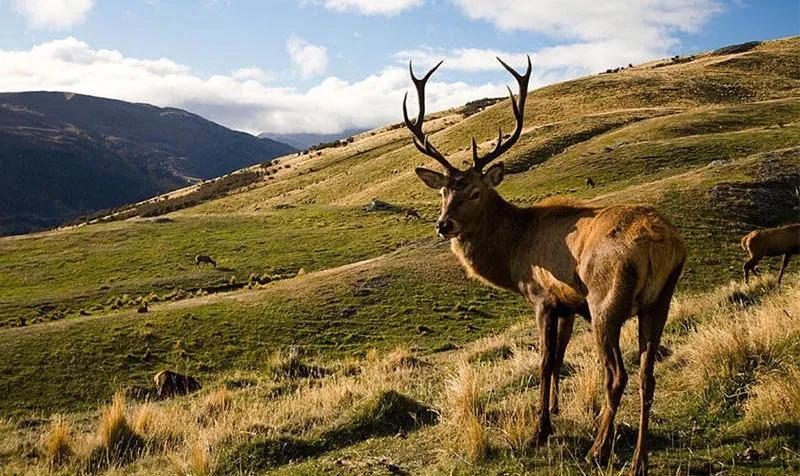 方头法式赫本风女单鞋粗跟,赫本风复古粗跟单鞋显脚瘦