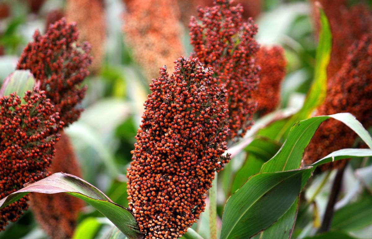 国内4大酒,最悲催的四款酒