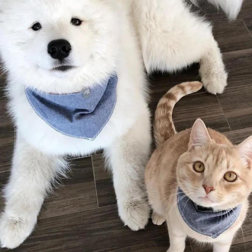 喵星人生病了,喵星人脾气有点大怎么办