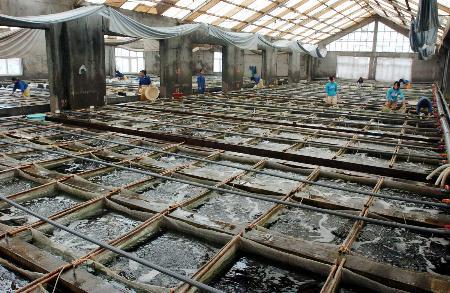 鲍鱼养殖致富经,人工养殖大鲍鱼