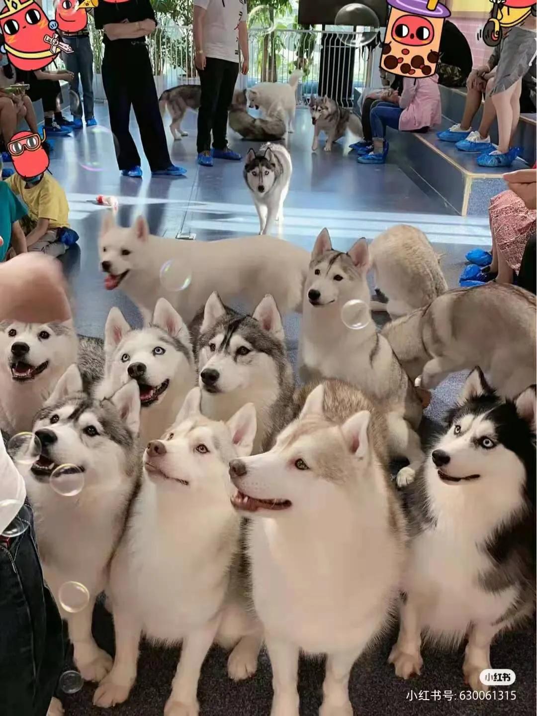 中国宠物时代周刊专访一一赵先军