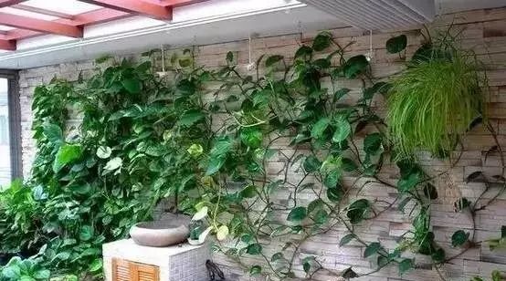 谁说绿萝知识浇浇水?很多人都养错了,绿萝应该这么养