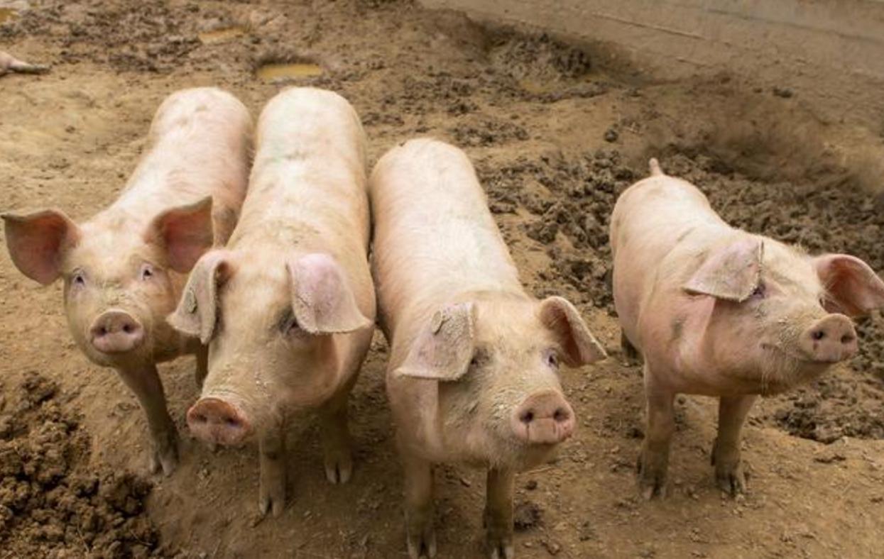 死猪腹部出现紫色斑点是什么原因,病死猪是什么病