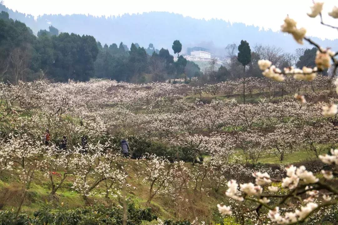 自驾旅游沿着g30高速公路看风景,沿g318去拉萨一路海拔