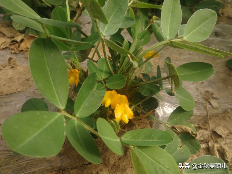 《落花生》课文原文,落花生是什么意思