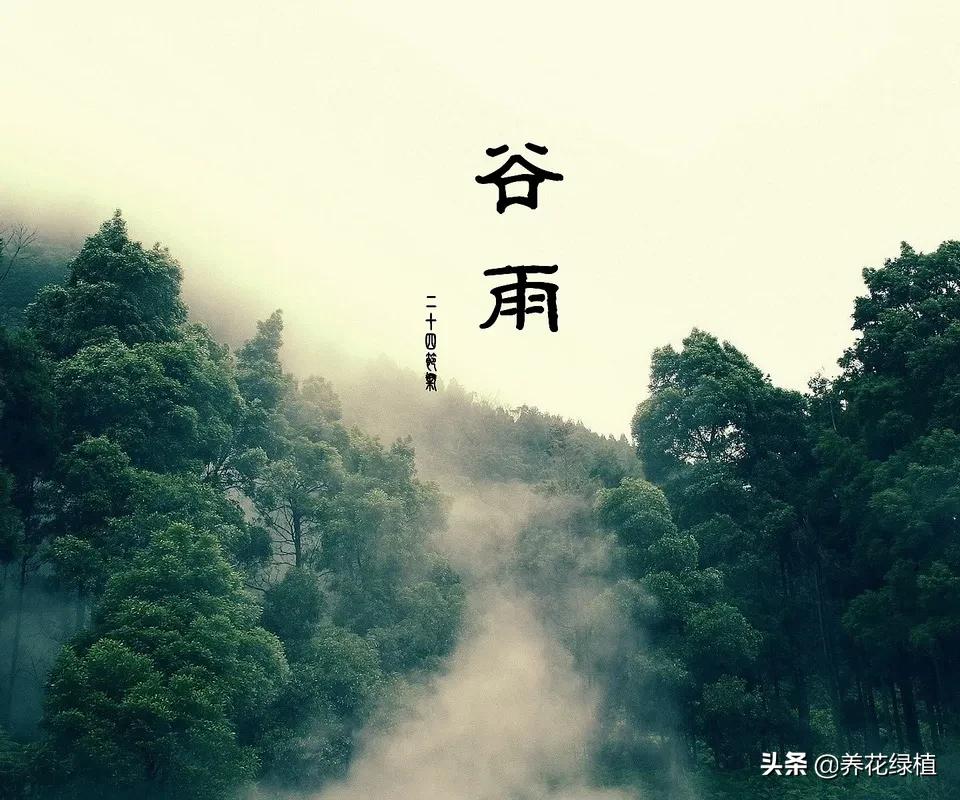 农谚谷雨下雨好吗,谷雨下雨农谚怎么说