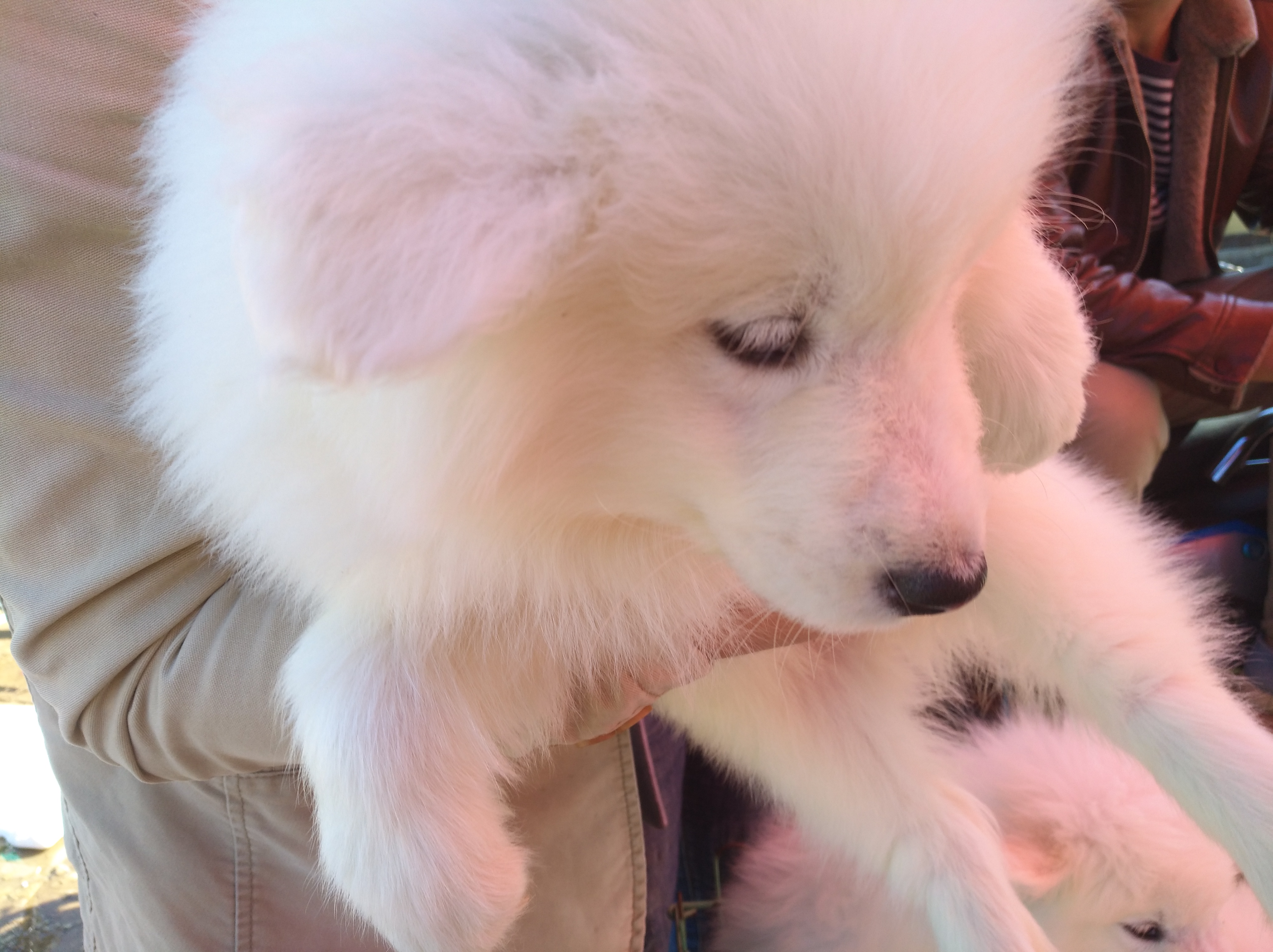 找代理卖宠物狗靠谱吗,网上买宠物狗要注意什么