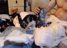 猫咪马杀鸡的视频,猫咪马杀鸡需要办卡吗