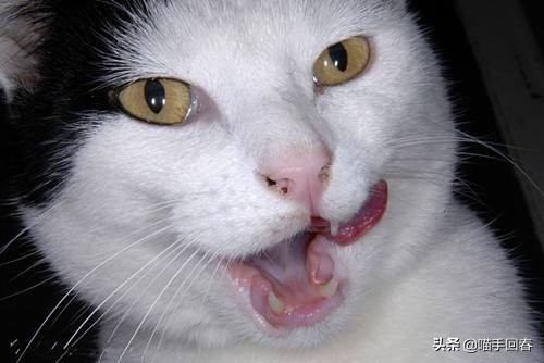 猫咪贫血的表现与治疗,猫咪贫血有什么症状