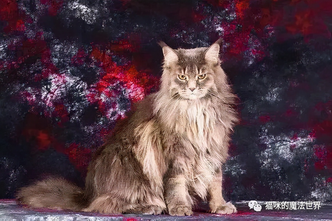 猫咪品种大盘点,猫咪品种大全100种