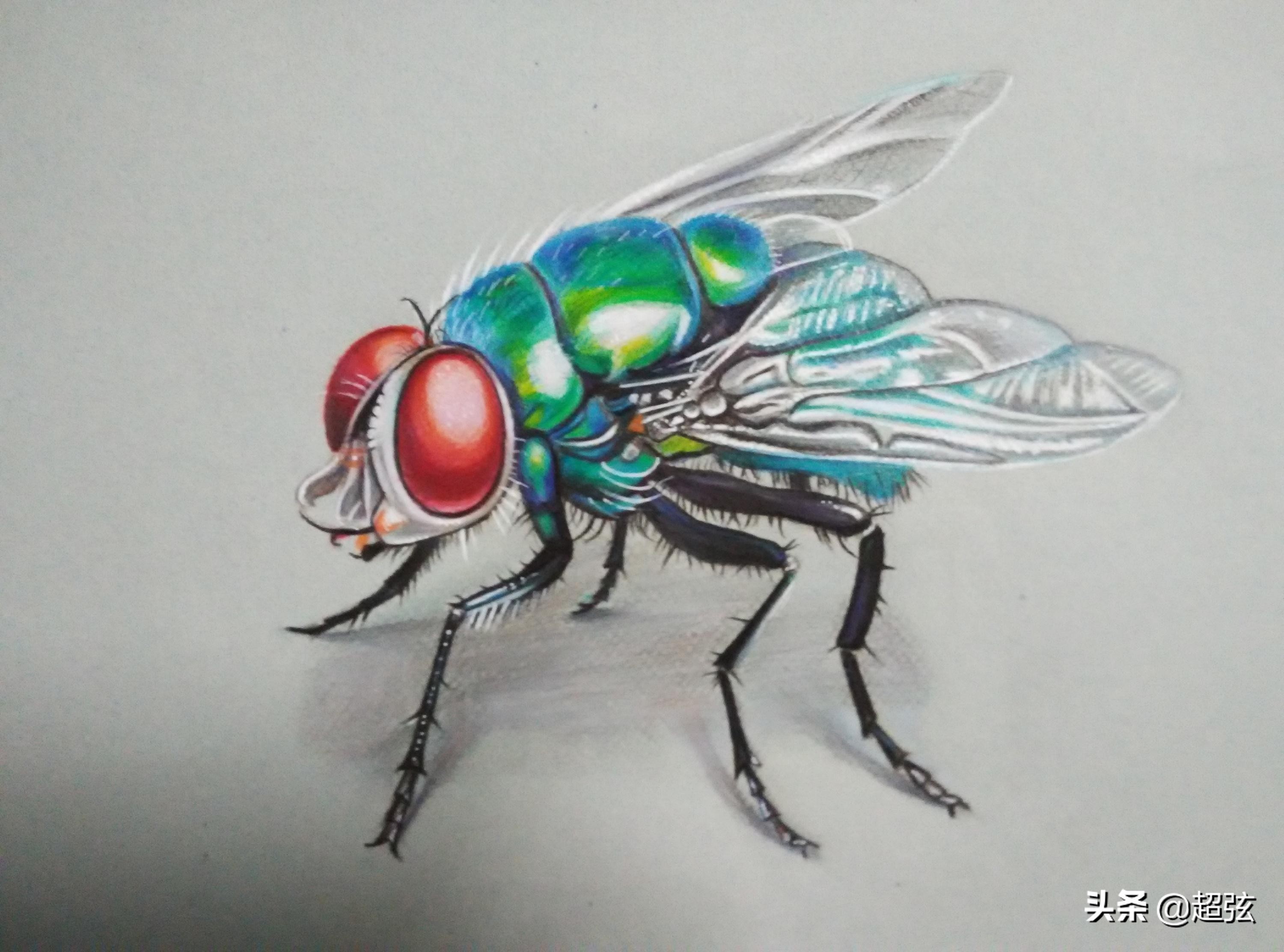 各种动物不睡觉都能活多久,动物可以完全不睡觉吗