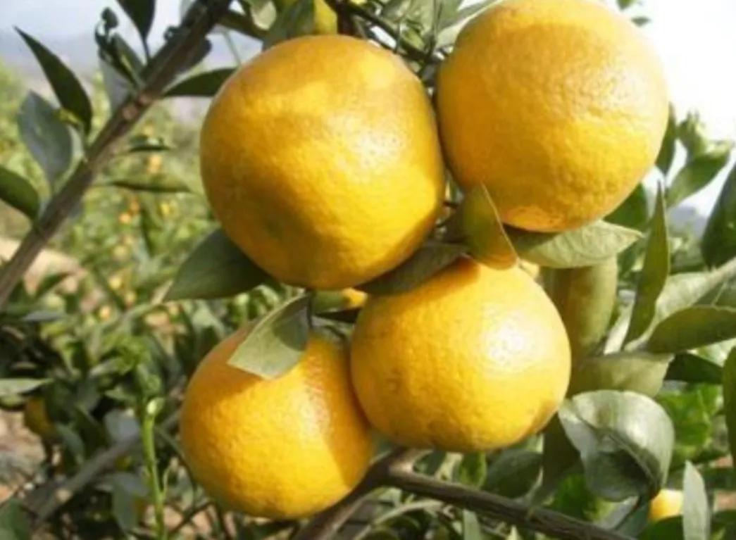 “百千桑梓地，亿万老家人”浙江省—温州市—瓯海区（上）