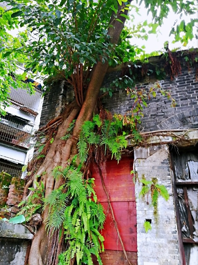 百年老宅发现神秘影子,重庆江北董家溪老照片