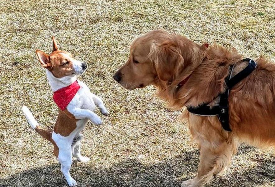 金毛掉进下水沟,金毛掉进下水道狗狗拼命相救