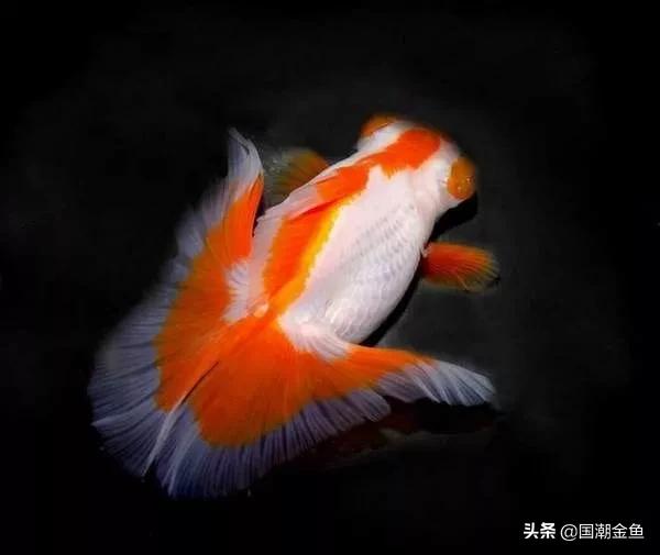 鱼缸多少鱼可以旺财运,养鱼是否旺财运和运气