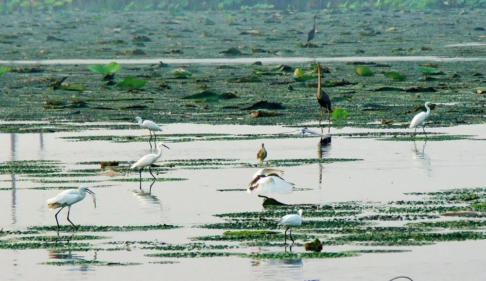 「992|动听河北」这片湖被称作“东亚蓝宝石”，竟是禹王治水留下的“禹迹”