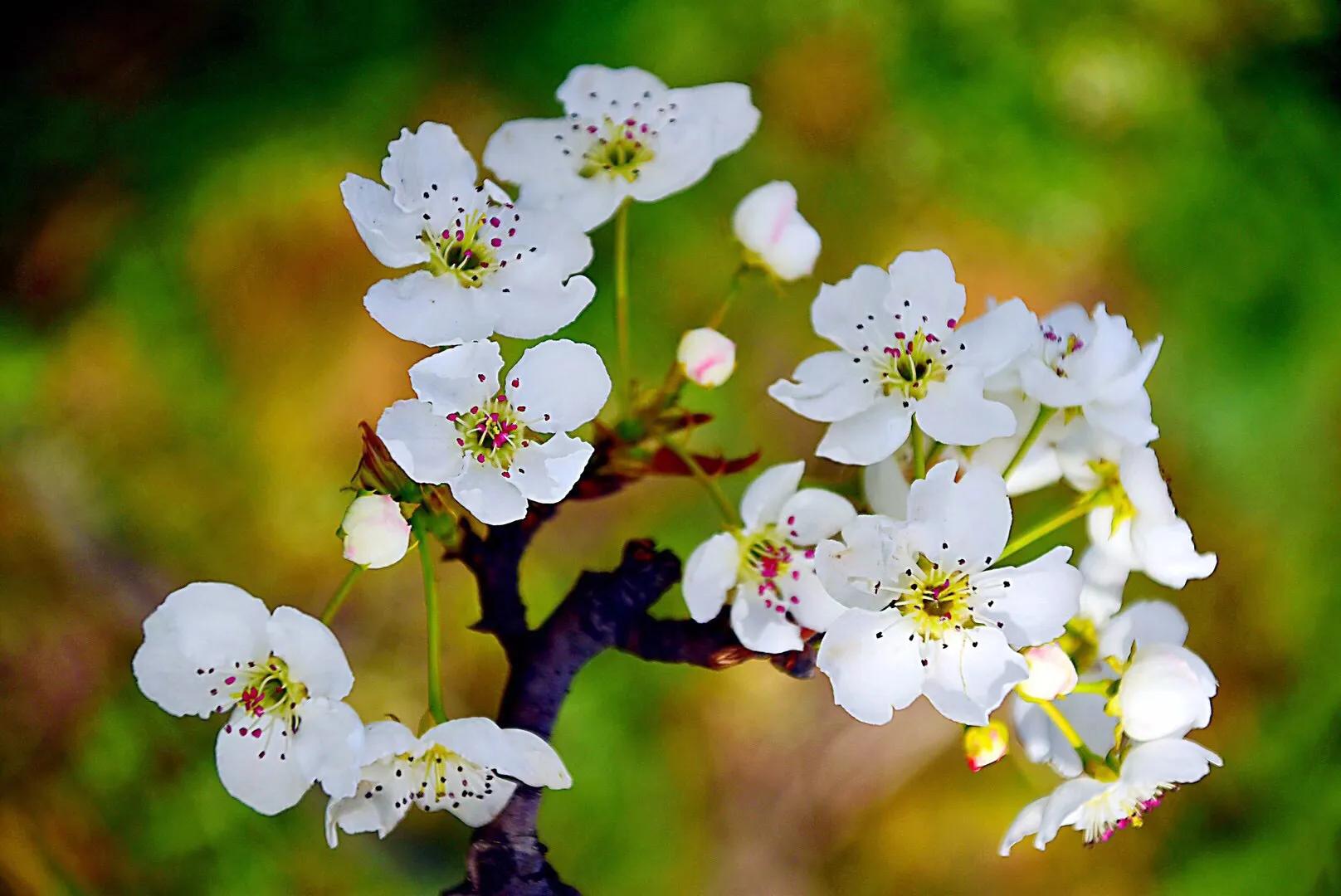 春游梨花林,邂逅三月梨花