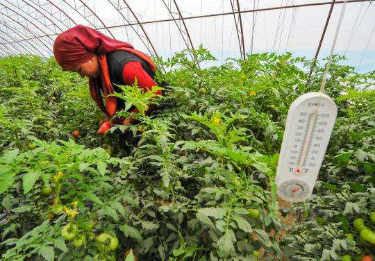 番茄冻害用碧护怎么样,番茄苗受冻害以后多少天能缓过来