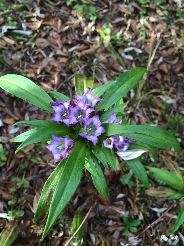 云南腾冲景区图片,云南腾冲山清水秀好风光