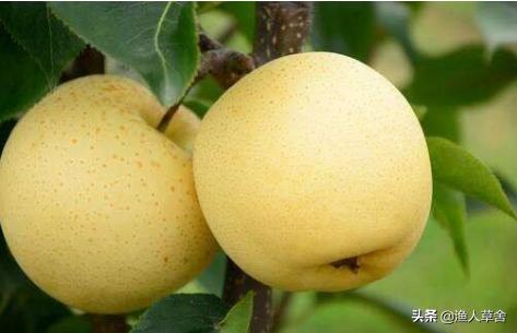 梨花开后落果怎么回事,梨花谢花后都蔫了什么情况