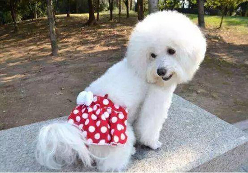 狗狗来例假怎么办？新手护理例假可以采取的措施参考